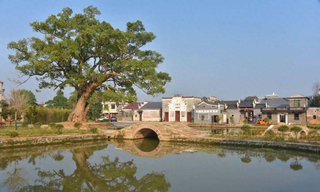 水塘古桥 · 古樟倒影